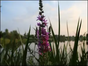 Jezioro, Fioletowy, Kwiat, Trawa