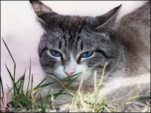 Kot leżący w źdźbłach trawy