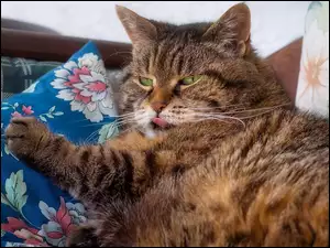 Bury kot z językiem leżący na poduszce