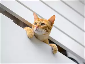Balkon, Kot, Rudy