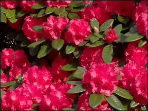 Kwitnący na czerwono krzew różanecznika