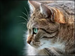 Profil niebieskookiego szarego kota