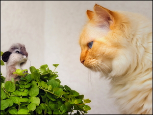 Rudawy kot obserwujący myszkę w liściach