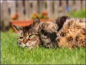 Bury kot leżący w słońcu na trawie