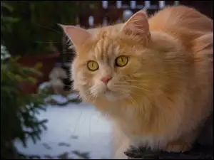 Puszysty rudy kot z żółtymi oczami