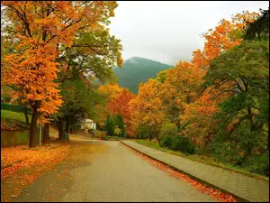 Ulica i drzewa jesienią