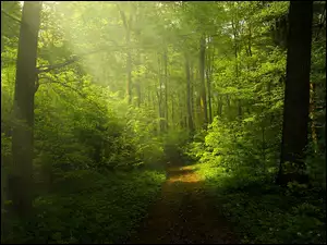 Przebijające światło w zamglonym zielonym lesie