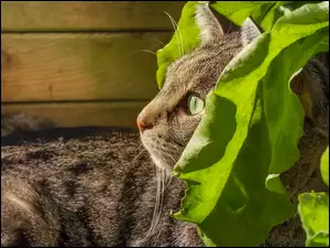 Bury kot pod liśćmi
