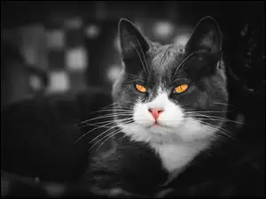 Biało czarny.kot z żółtymi oczami