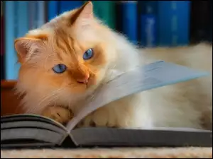Rudawt kot na książce