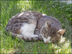 Biało-bury kot śpiący na trawie