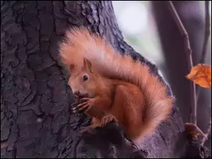 Wiewiórka na drzewie jesienią