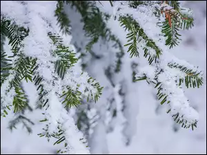 Gałązki drzewa iglastego w śniegu