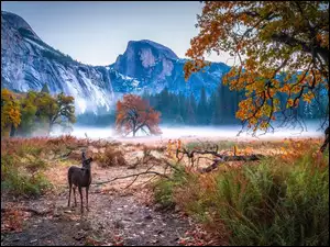 Sarna w Parku Narodowym Yosemite w Kalifornii