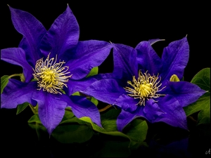 Dwa niebieskie kwiaty klematis