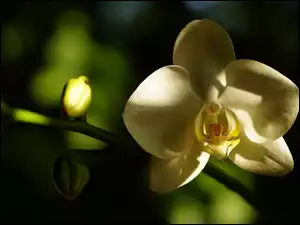 Kwiatorchidei z pąkiem kwiatowym w blasku światła