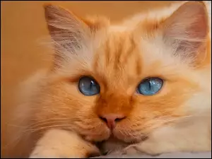 Rudy kotek z niebieskimi oczkami