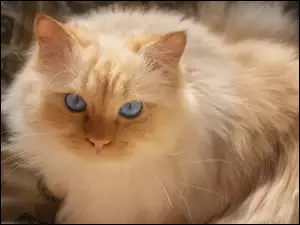 Niebieskooki, Kot, Rudo-biszkoptowy