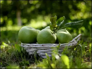 Zielone jabłka w koszyczku