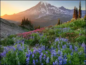 Stany Zjednoczone, Kwiaty, Stan Waszyngton, Góra, Szczyt Mount Rainier, Łąka, Łubin, Park Narodowy Mount Rainier, Promienie słońca