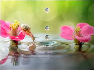 Ślimak z kwiatami w wodzie