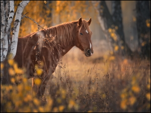 Brązowy koń obok brzozy w jesiennym lesie