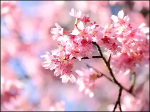 Gałązka, Drzewo owocowe, Wiśnia japońska, Kwiaty