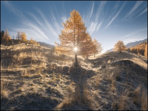 Drzewo, Promienie słońca, Wzgórze, Jesień, Modrzew