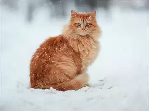 Kot, Śnieg, Rudy, Siedzący, Zima