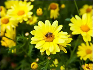 Zbliżenie, Żółte, Kwiaty, Pszczoła