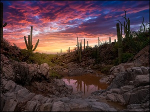 Arizona, Stany Zjednoczone, Zachód słońca, Skały, Park Narodowy Saguaro, Kaktusy