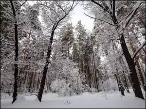 Śnieg, Zima, Ośnieżone, Krzewy, Las, Drzewa
