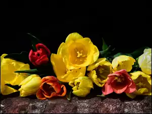 Rozłożone na murku czerwone i żółte tulipany