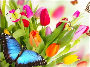 Motyle, Kwiaty, Kolorowe, Tulipany