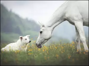 Owczarek szwajcarski i biały koń na łące