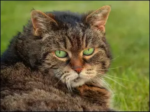 Szaro-bury zielonooki kot leżący na trawie