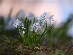 Kwiaty, Puszkinia cebulicowata, Białoniebieskie