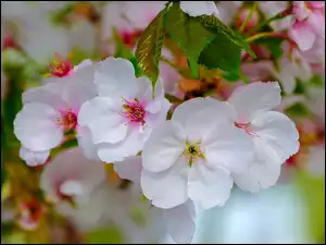 Jabłoń, Wiosna, Drzewo owocowe, Kwiaty, Gałązki