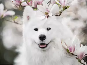 Uśmiechnięty biały samojed pod gałązkami kwitnącej magnolii