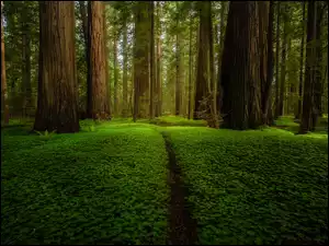 Park Narodowy Redwood, Zielony, Sekwoje, Kalifornia, Las, Ścieżka, Stany Zjednoczone, Drzewa