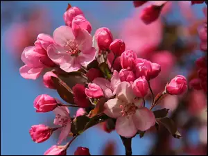 Różowe kwiaty i pąki drzewa owocowego na gałązce