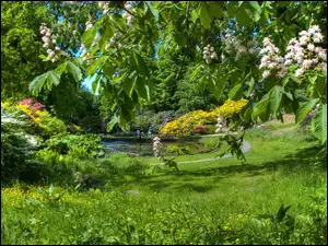 Kwiaty, Wiosna, Kwitnący, Trawa, Park, Kasztanowiec, Staw, Drzewa