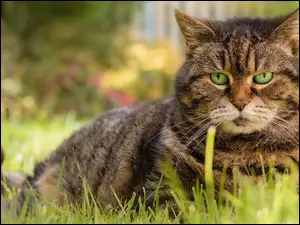 Leżący na trawie bury zielonooki kot