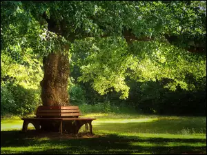 Ławki do siedzenia wokół drzewa w parku