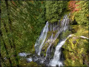 Drzewa, Wodospad, Stany Zjednoczone, Las, Stan Waszyngton, Gifford Pinchot National Forest, Panther Creek Falls