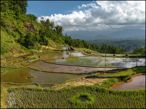 Pola ryżowe na indonezyjskiej wyspie Celebes