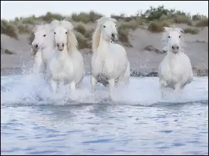 Cztery konie w wodzie