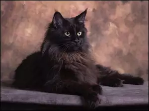 Siedzący czarny kot