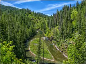 Saint Joe River, Góry, Las, Idaho, Drzewa, Rzeka, Stany Zjednoczone, Zielony