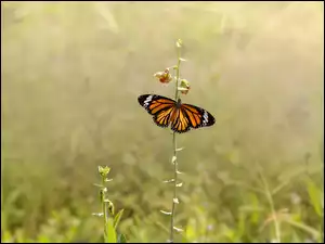Motyl monarcha na letnim kwiatku